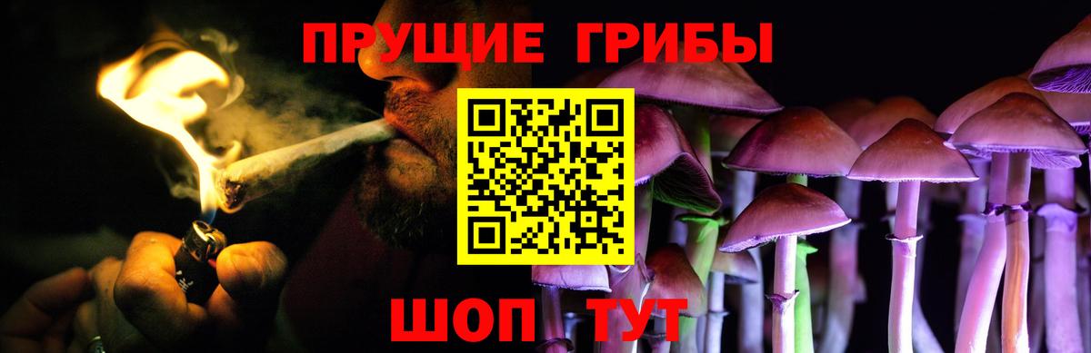 Псилоцибиновые грибы Psilocybine cubensis Великий Устюг